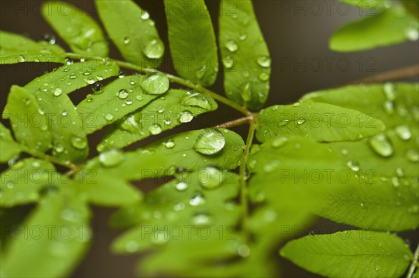 Dew drops of green leaves. Photo : Antonio M. Rosario