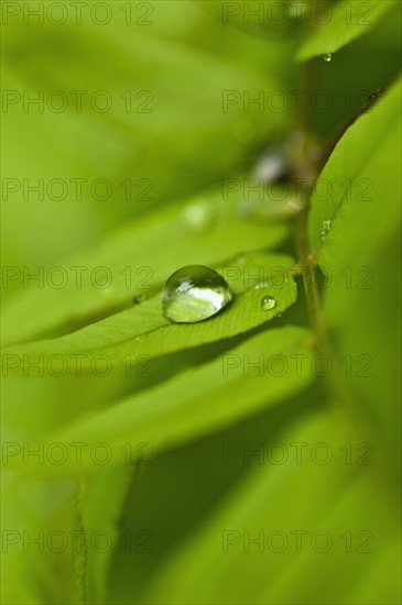 Dew drops of green leaves. Photo : Antonio M. Rosario