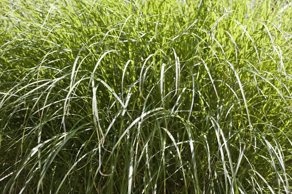 Tall green grass. Photo : David Engelhardt