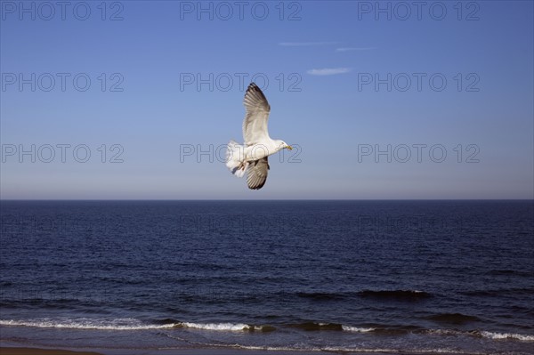 Seagull soaring over ocean. Photo. David Engelhardt