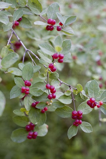 Red berries on wild plant. Photo. David Engelhardt