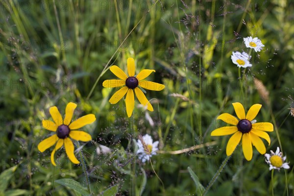 Black eyed Susan's. Photo. David Engelhardt