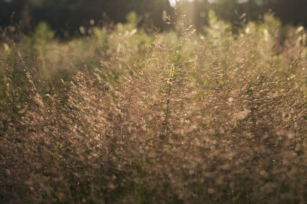 Tall grass at sunset. Photo. David Engelhardt