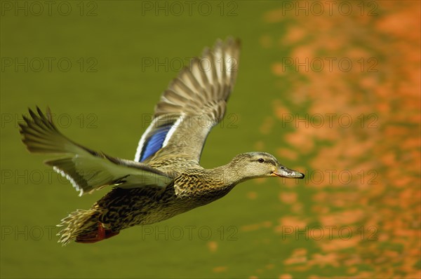 Flying mallard duck. Photo : Antonio M. Rosario