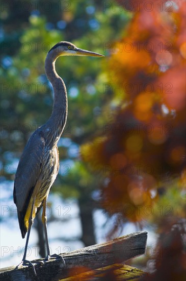 Great blue heron. Photo : Antonio M. Rosario