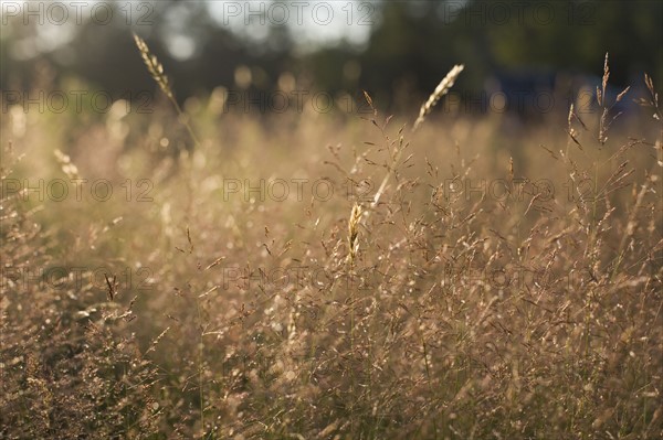 Tall grass at sunset. Photo. David Engelhardt