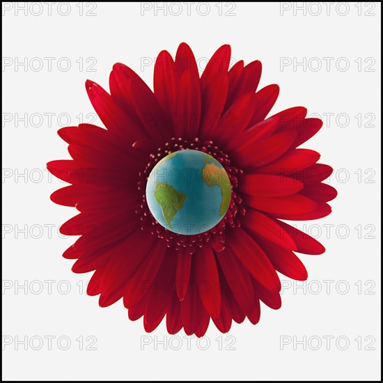 Globe in center of red gerbera daisy. Photo : Mike Kemp