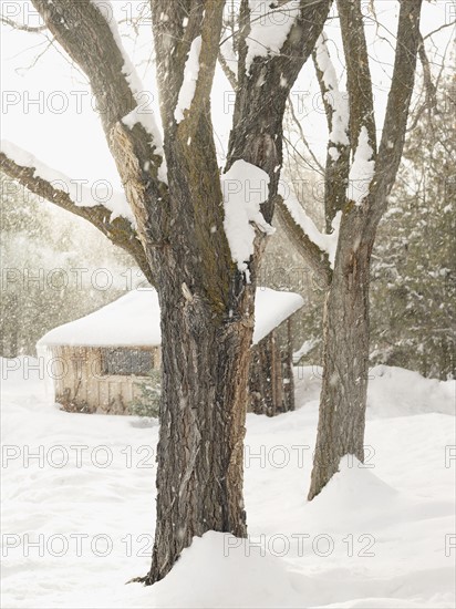 Trees and cabin on snowy day. Photo : John Kelly