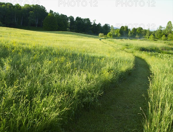 Path mowed through pasture. Photo : John Kelly