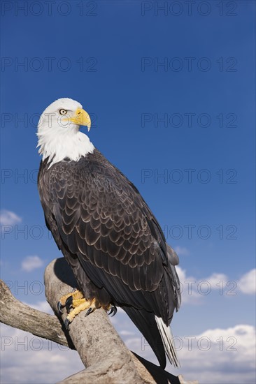 Bald eagle perched on branch.