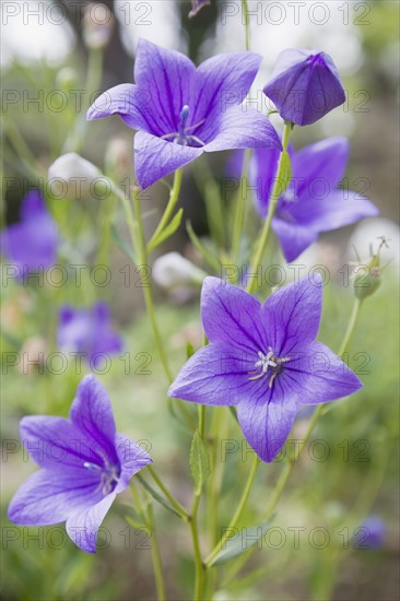 Purple balloon flower. Photo : Chris Hackett