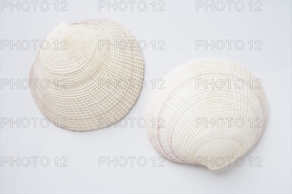 Two clam shells. Photo : Chris Hackett