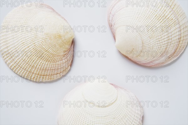 Three clam shells. Photo : Chris Hackett
