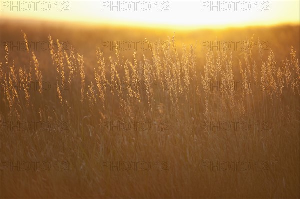 Prairie grass at sunset.