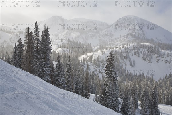 Forest in snow covered mountains. Photo : Johannes Kroemer