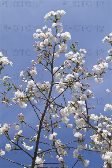 Spring blossom on tree. Photo : Johannes Kroemer