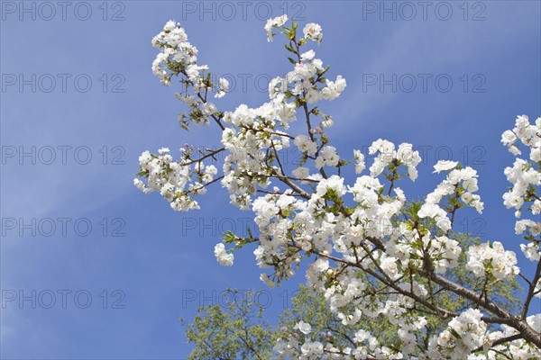 Spring blossom on tree. Photo : Johannes Kroemer