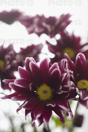 Daisy flower head. Photo : David Engelhardt