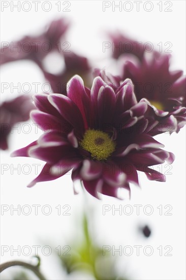 Daisy flower head. Photo : David Engelhardt