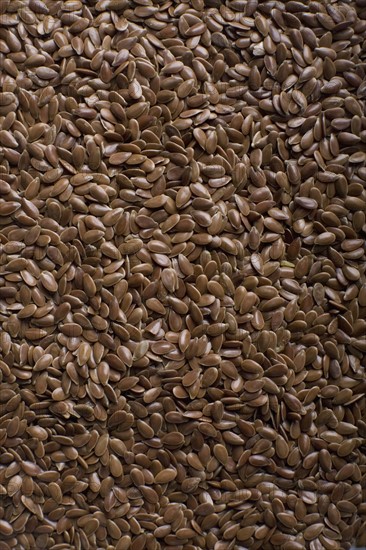 Flax seed. Photo : David Engelhardt