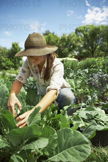 Young woman picking cabbages in field. Photo : Shawn O'Connor
