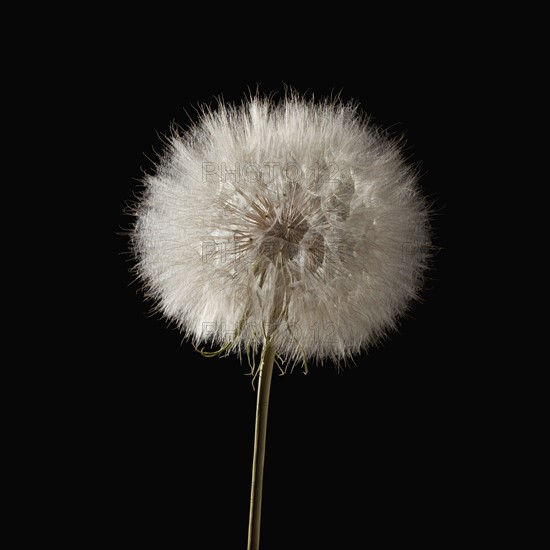 Dandelion flower head. Photo : Mike Kemp