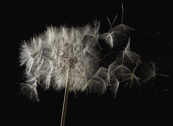 Seeds leaving Dandelion flower head. Photo : Mike Kemp