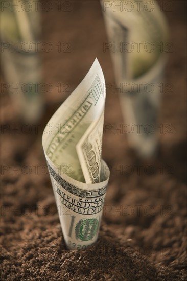 One hundred dollar bill in soil. Photo : Mike Kemp