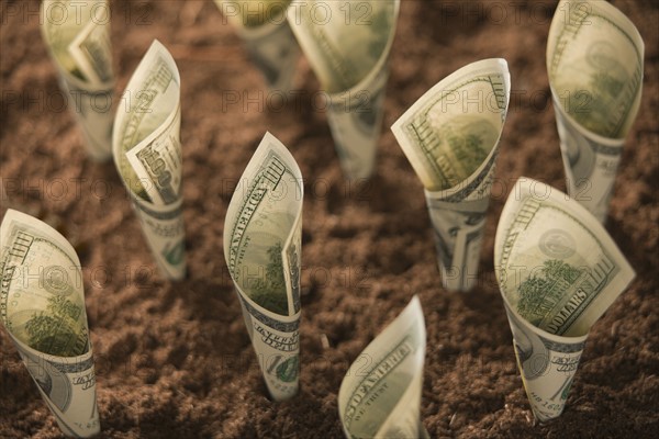 One hundred dollar bills in soil. Photo : Mike Kemp