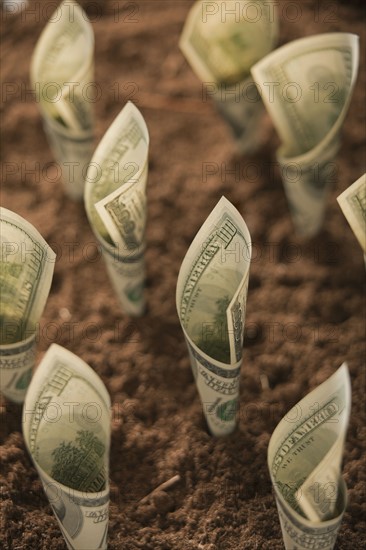 One hundred dollar bills in soil. Photo : Mike Kemp