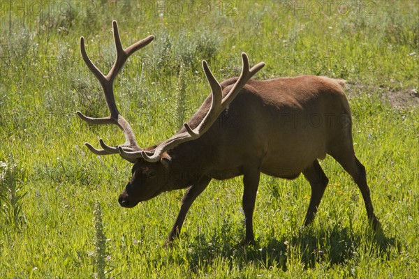 Elk (Cervus canadensis) on grassy field. Photo : Mike Kemp