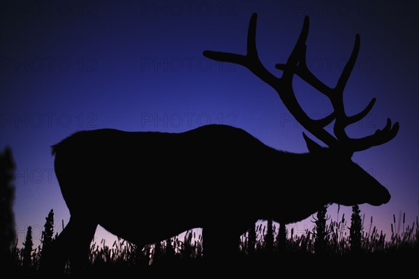 Silhouette of Elk (Cervus canadensis) against sky at dusk. Photo : Mike Kemp