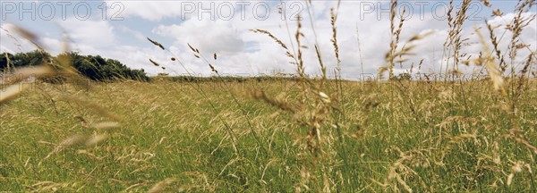 Field of grass. Photo : Fisher Litwin