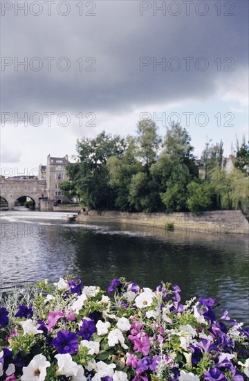 Pansies next to river. Photo : Fisher Litwin