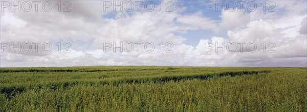 Field of grass. Photo : Fisher Litwin