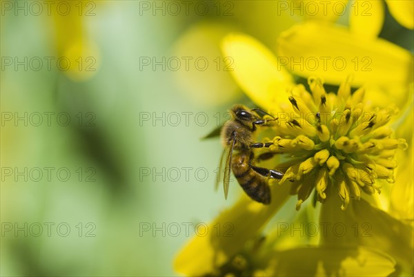 Bee pollinating flower. Photo : Antonio M. Rosario