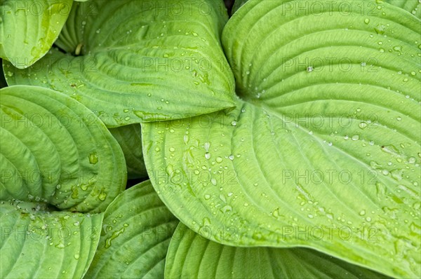 Dew on green leaves. Photo : Antonio M. Rosario
Hosta