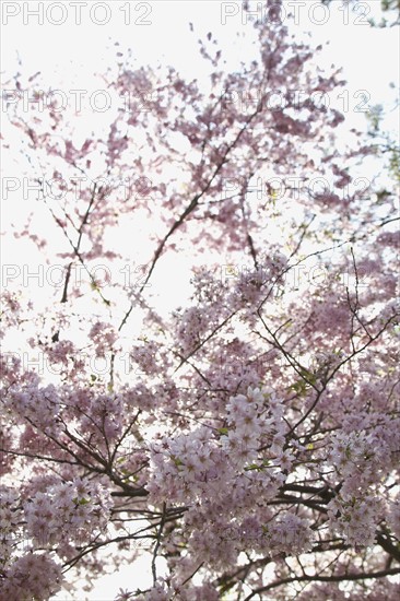 Spring blossom on tree. Photo : Johannes Kroemer