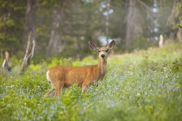 Mule Deer (Odocoileus hemionus) in meadow. Photo : Mike Kemp