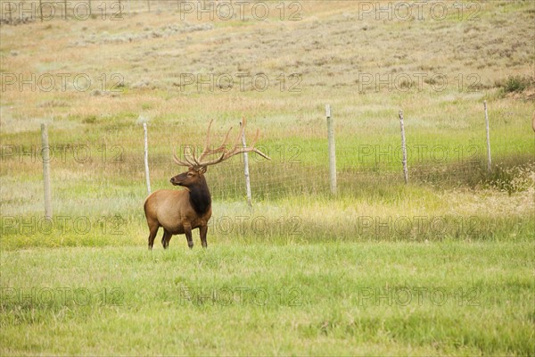Bull Elk (Cervus canadensis) in field. Photo : Mike Kemp