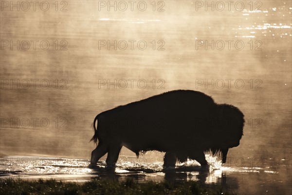 Silhouette of American Bison (Bison bison) wading in water at sunset. Photo : Mike Kemp