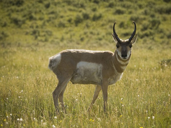 Pronghorn (Antilocapra americana) on grassy field. Photo : Mike Kemp