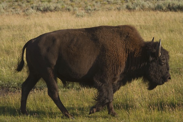 Silhouette of American Bison (Bison bison) on grassy field. Photo : Mike Kemp