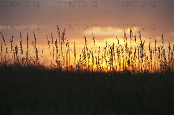 Sunset above prairie.