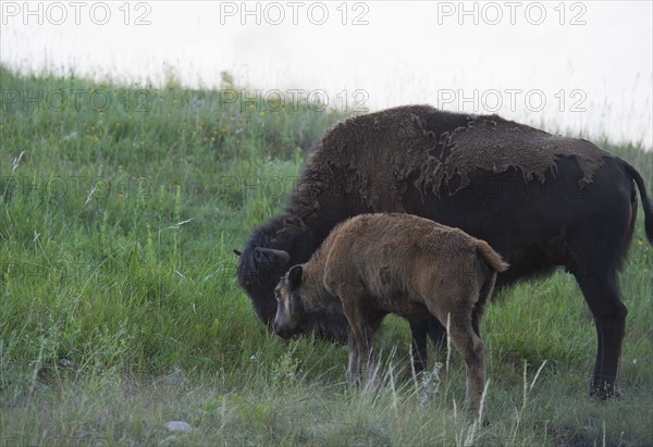 USA, South Dakota, American bison (Bison bison) with calf grazing in Custer State Park.