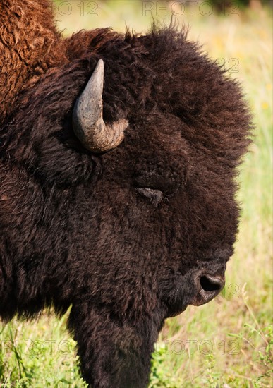 USA, South Dakota, American bison (Bison bison) in Custer State Park, headshot.