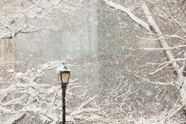 Snow covered tree branches and lamp post, apartment building in background.