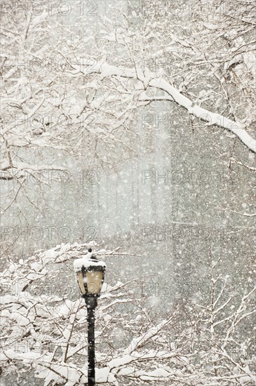 Snow covered tree branches and lamp post, apartment building in background.