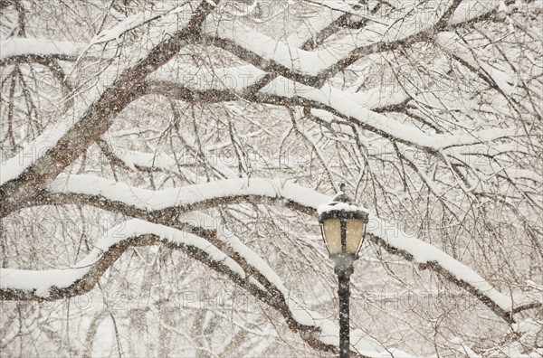 Snow covered tree branches and lamp post.