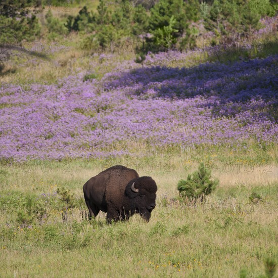 USA, South Dakota, American bison (Bison bison) in Custer State Park.